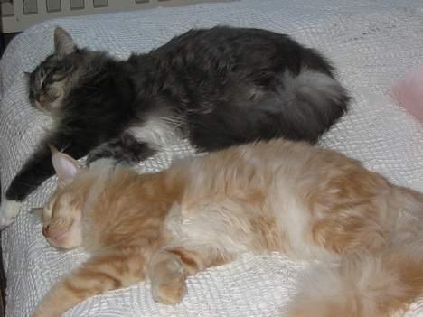 Maine Coon Albert billede 2