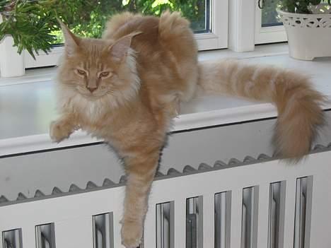 Maine Coon Albert billede 3