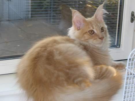 Maine Coon Albert billede 4