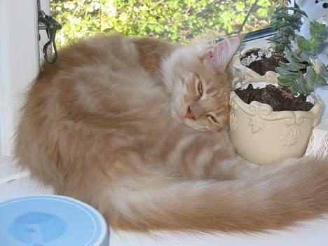 Maine Coon Albert billede 5