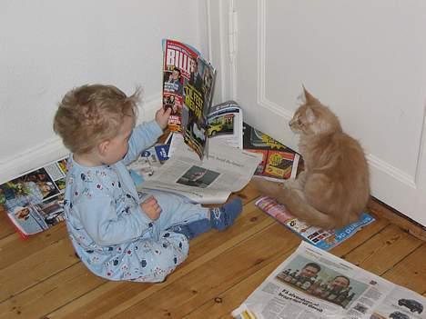 Maine Coon Albert billede 6