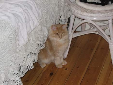 Maine Coon Albert billede 7