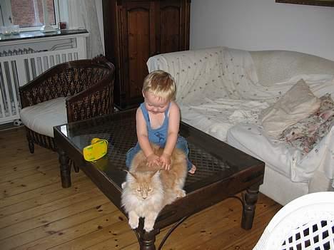 Maine Coon Albert billede 9