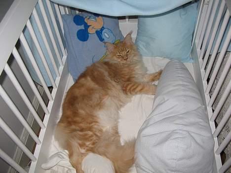 Maine Coon Albert billede 10