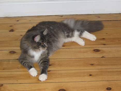 Maine Coon Andy billede 1