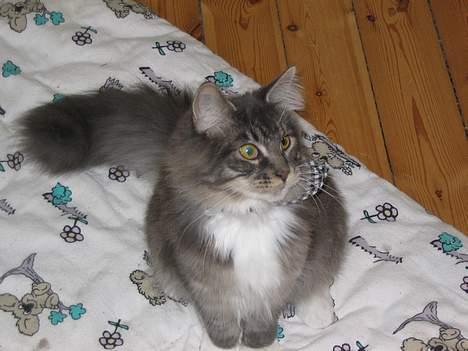 Maine Coon Andy billede 2