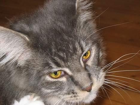 Maine Coon Andy billede 3