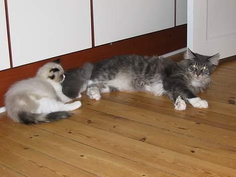 Maine Coon Andy billede 4