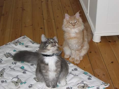 Maine Coon Andy billede 5