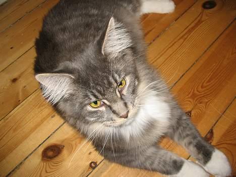 Maine Coon Andy billede 6