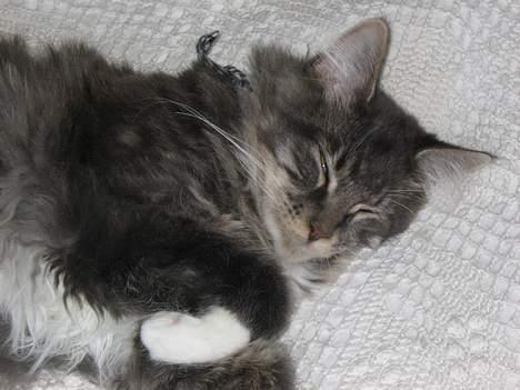 Maine Coon Andy billede 7