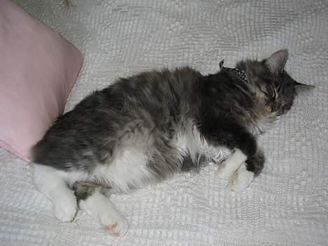 Maine Coon Andy billede 8