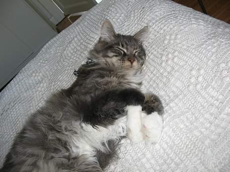 Maine Coon Andy billede 9