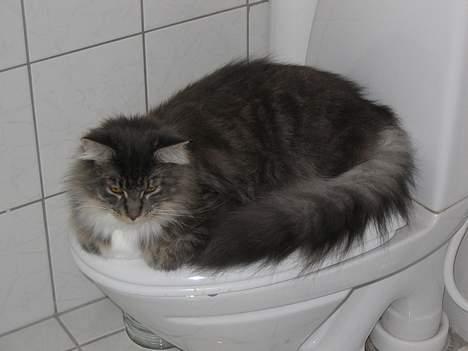 Maine Coon Andy billede 10