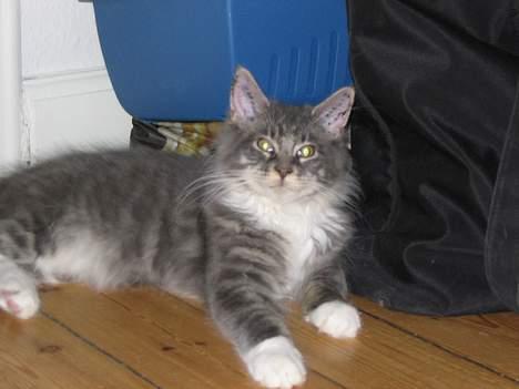 Maine Coon Andy billede 11