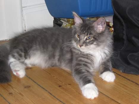 Maine Coon Andy billede 12