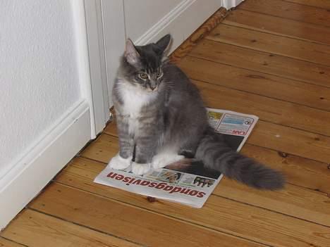 Maine Coon Andy billede 13