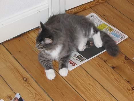 Maine Coon Andy billede 14