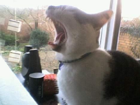 Huskat Ludvig - Gaab! billede 12