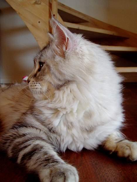 Maine Coon DK Brogrens´s Zion - Se min profil... februar 07 billede 14