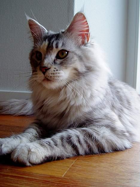 Maine Coon DK Brogrens´s Zion - Zion februar 2007 billede 15