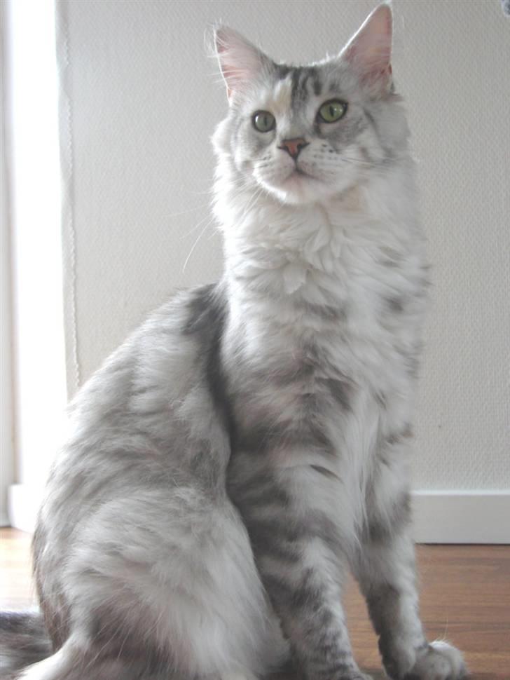 Maine Coon DK Brogrens´s Zion - Zion februar 2008 billede 16