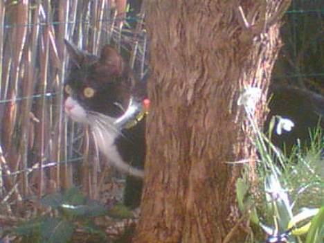 Huskat Emil - Så er vi lige en tur ude i det dejlige vejr :o) billede 13