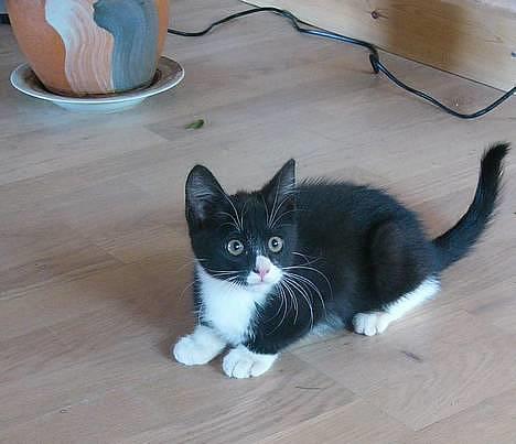 Huskat Emil billede 14