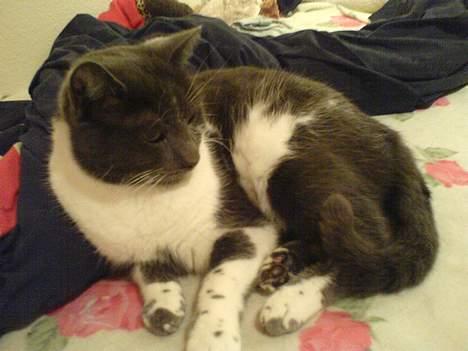 Blanding af racer mister - velkommen til misters profil .. billede 1