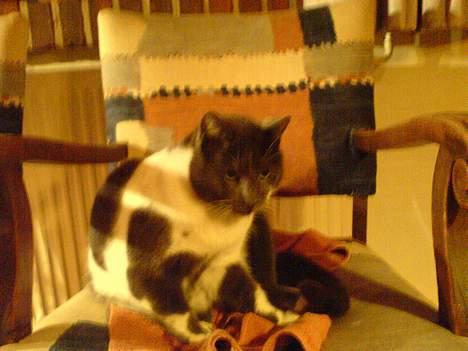 Blanding af racer mister billede 2