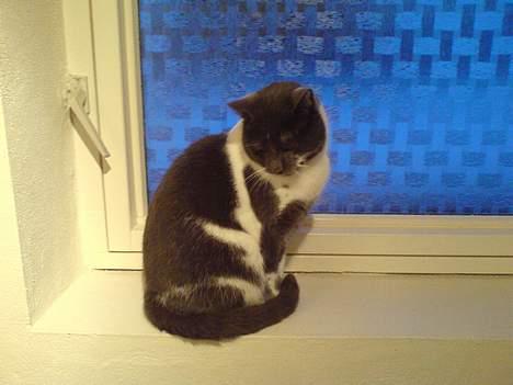 Blanding af racer mister billede 3