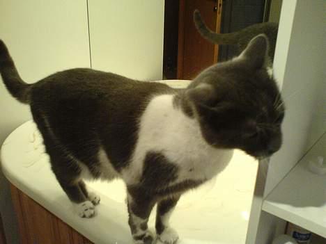 Blanding af racer mister billede 4