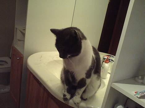 Blanding af racer mister billede 5