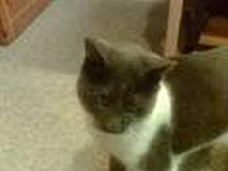 Blanding af racer mister billede 6