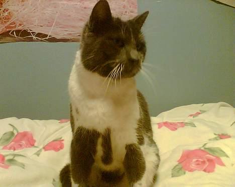 Blanding af racer mister billede 7