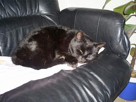 Blanding af racer MissCat billede 1