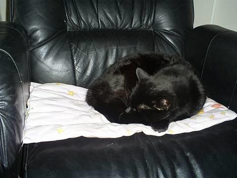 Blanding af racer MissCat billede 2