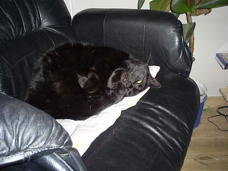 Blanding af racer MissCat billede 3