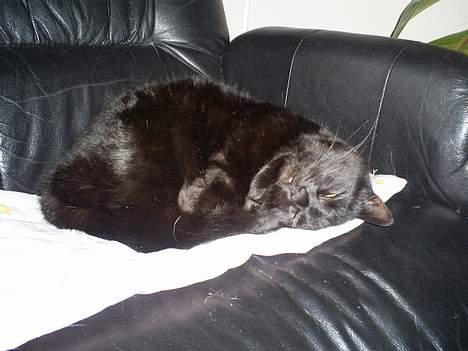 Blanding af racer MissCat billede 4