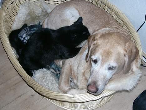 Blanding af racer MissCat - tager lige en slapper med Pluto.... billede 5