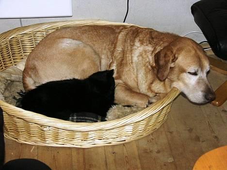 Blanding af racer MissCat - Tager lige en lur sammen med Pluto... billede 6