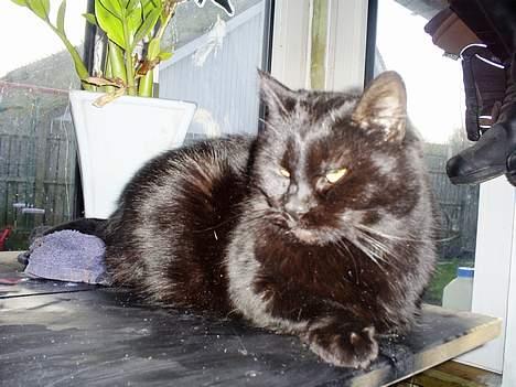 Blanding af racer Bandit billede 1