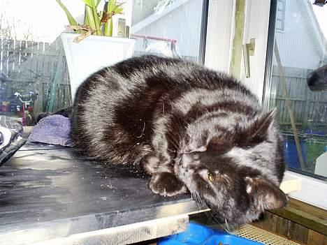 Blanding af racer Bandit billede 2