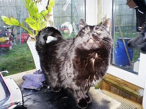 Blanding af racer Bandit billede 3