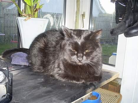 Blanding af racer Bandit billede 4