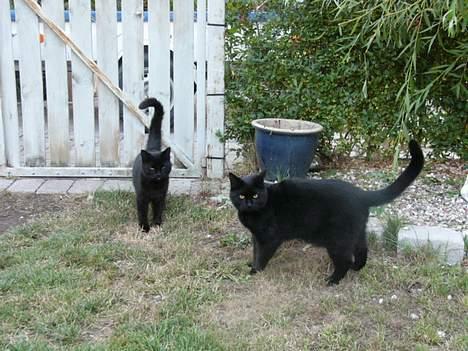 Blanding af racer MissCat - Her er MissCat sammen med sin killing Bandit billede 7