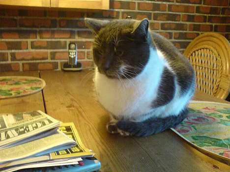 Blanding af racer mister - ligger og sur muler på køkken bordet .. billede 8