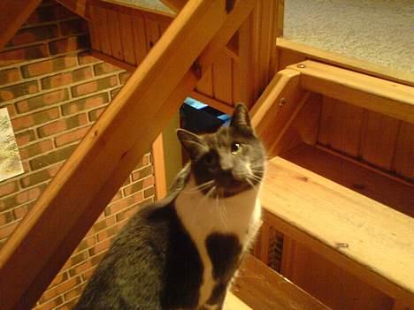 Blanding af racer mister - på vej op ad trappen billede 9