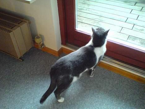 Blanding af racer mister billede 10