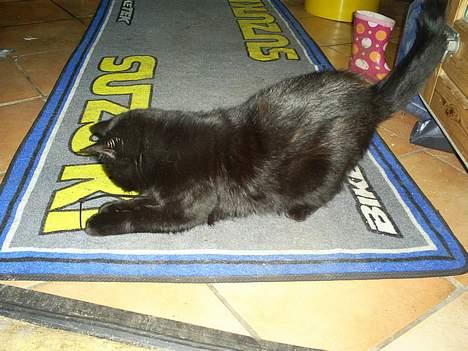 Blanding af racer Bandit - Det er godt legetøj, sådan en strips, som far har tabt på gulvet... billede 6